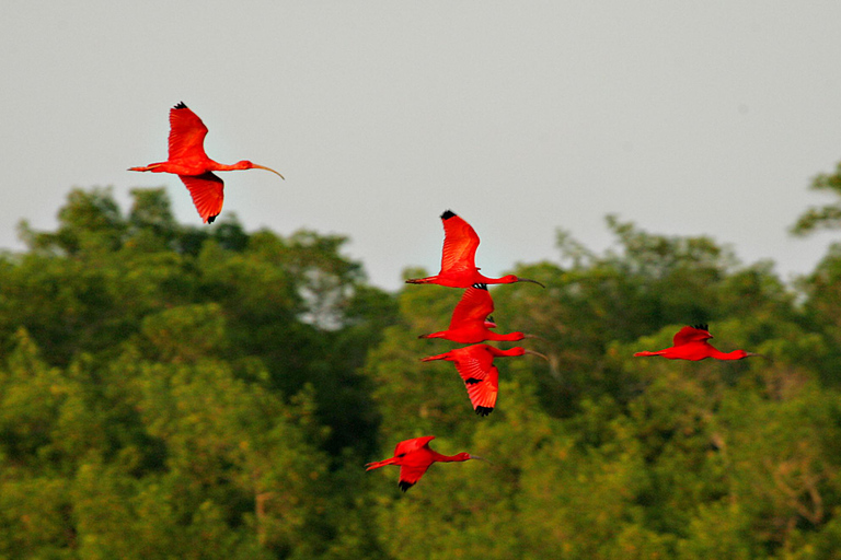 Trinidad: Combination - City Tour, Maracas Bay, Caroni Swamp POS, Maracas Bay, Caroni Swamp: Eco-Cultural Experience