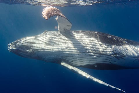 Tahiti : Rencontre et observation respectueuse des Baleines