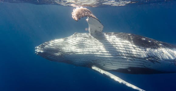 Meet the giants of the sea: Semi-private whale-watching trip in Tahiti