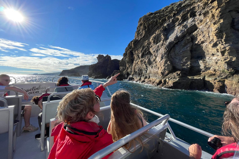 Isla de Faial: Tour en barco único al volcán Capelinhos