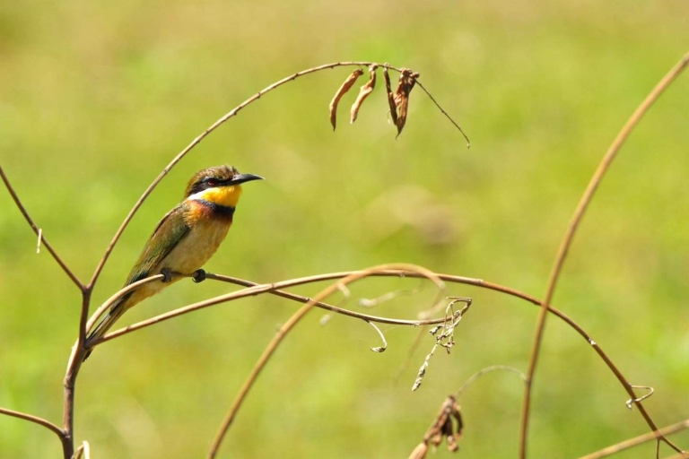 Safari de 13 días por Uganda para observar aves y vida salvaje