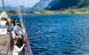 From Svolvær: Lofoten Islands Luxury Sea2Table Fishing Trip