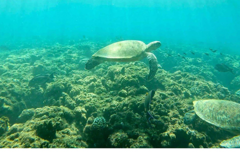 Omã: Viagem de Snorkeling às Ilhas Daymaniyat com Almoço