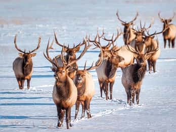 Grand-Teton-Nationalpark: Wildtier-Safari-Abenteuer Grand-Teton-Nationalpark: Wildtier-Safari-Abenteuer
