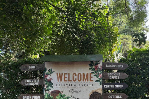 Fairview Coffee Farm Day Tour From Nairobi