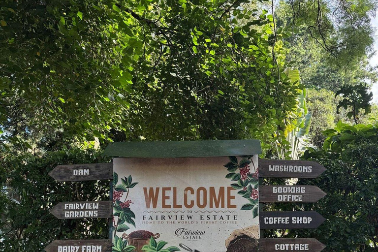 Fairview Coffee Farm Day Tour From Nairobi