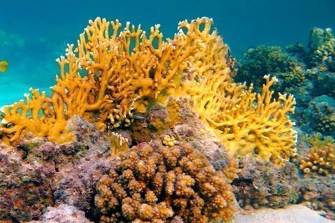 桑给巴尔：海星、浮潜和蓝泻湖探险桑给巴尔：海星、浮潜和蓝泻湖（含接送服务）