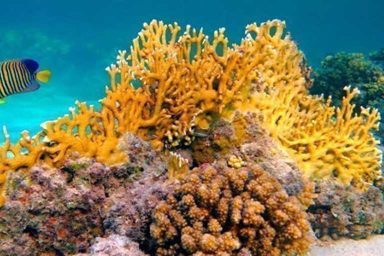 桑给巴尔：海星、浮潜和蓝泻湖探险桑给巴尔：海星、浮潜和蓝泻湖（含接送服务）