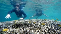Shared Tour, Moalboal Snorkeling Adventure & Canyoneering - Hizvo