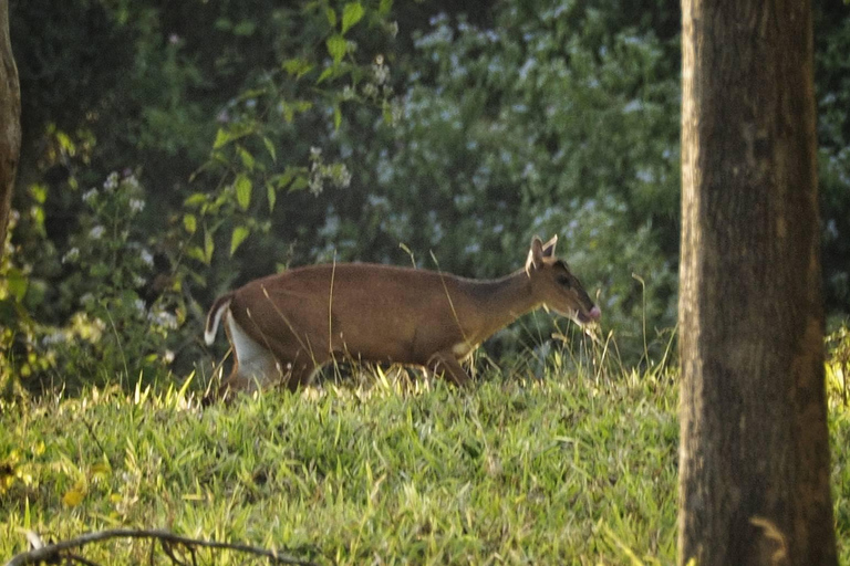 Hua Hin: Kui Buri National Park Wild Elephant Watching