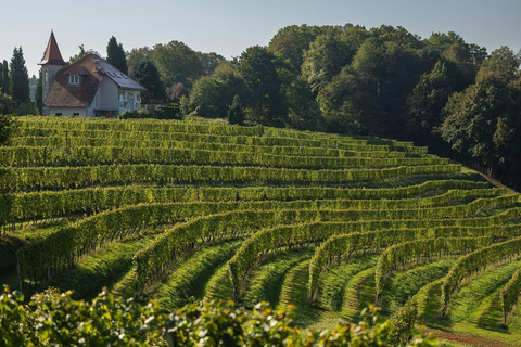 Ljubljana: Ptuj & Haloze Wine Cellar Tour with Tastings
