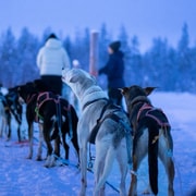 Pyhätunturi : safari husky de 8 à 10 km avec visite d’une ferme