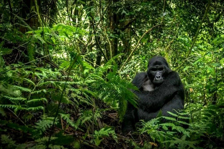 Desde Kampala: Excursión de 3 días para Rastrear Gorilas en Bwindi