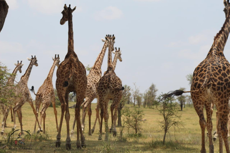 Selous : Un safari hors route d&#039;une journée au départ de Zanzibar