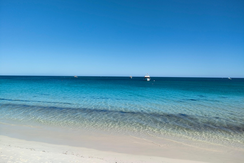 Koala, Lancelin, Wedge Island & Pinnacles Tour from Perth Pinnacles Desert, Sand Dunes, and Wedge Island Day Tour