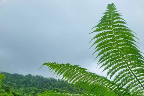 Vandring på vulkanen La Soufriere i St vincent