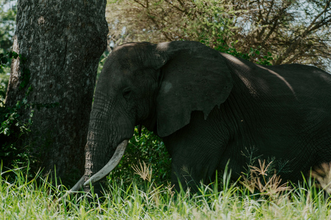 Arusha: 2-Day Lake Manyara & Ngorongoro Crater Safari