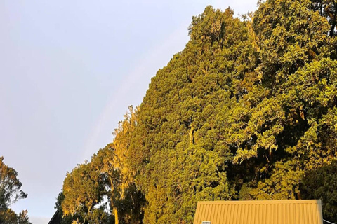 كليمنجارو: رحلة سيرًا على الأقدام في طريق مارانجو لمدة 7 أيام مع مكان إقامة في كوخكليمنجارو: رحلة ما