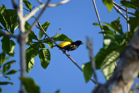 Manaus Amazon Kabanas Jungle Survival Tour 7 dagar &amp; 6 kvällar