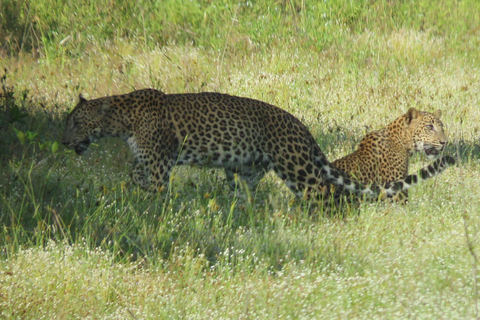 Desde Ella : Excursión al Parque Nacional de Yala 4*4 con Safari en Leopardo