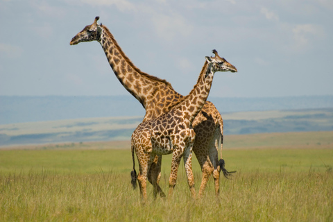 Nairobi: 4-dagars safari med guide i Amboseli, Tsavo West och East