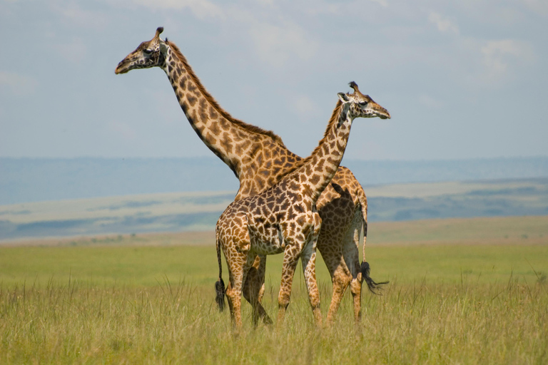 Nairobi: 4-daagse safari met gids door Amboseli, Tsavo West en East