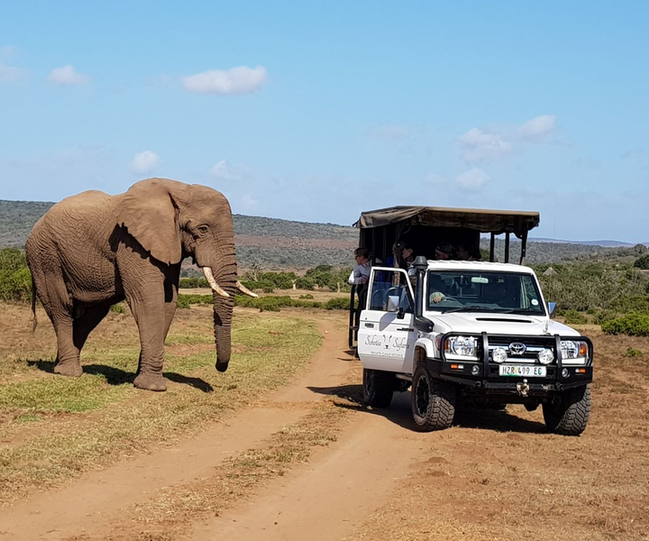 Afternoon Private Reserve Safari with Boma Dinner