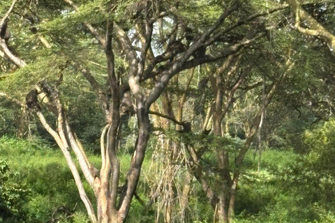 Nairobi National Park: Early Morning or afternoon adventure Early morning game drive in a Landcruiser JEEP