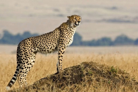 Tanzania: Escapada de luna de miel de 10 días al Serengeti y Zanzíbar