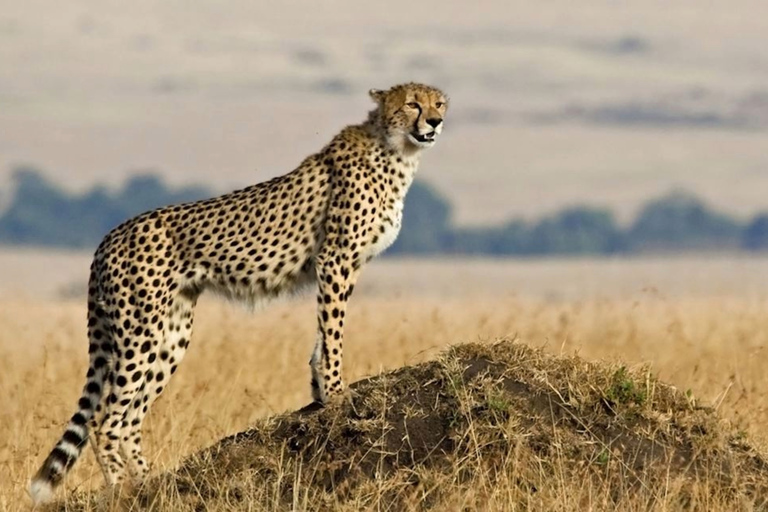 Tanzania: Escapada de luna de miel de 10 días al Serengeti y Zanzíbar