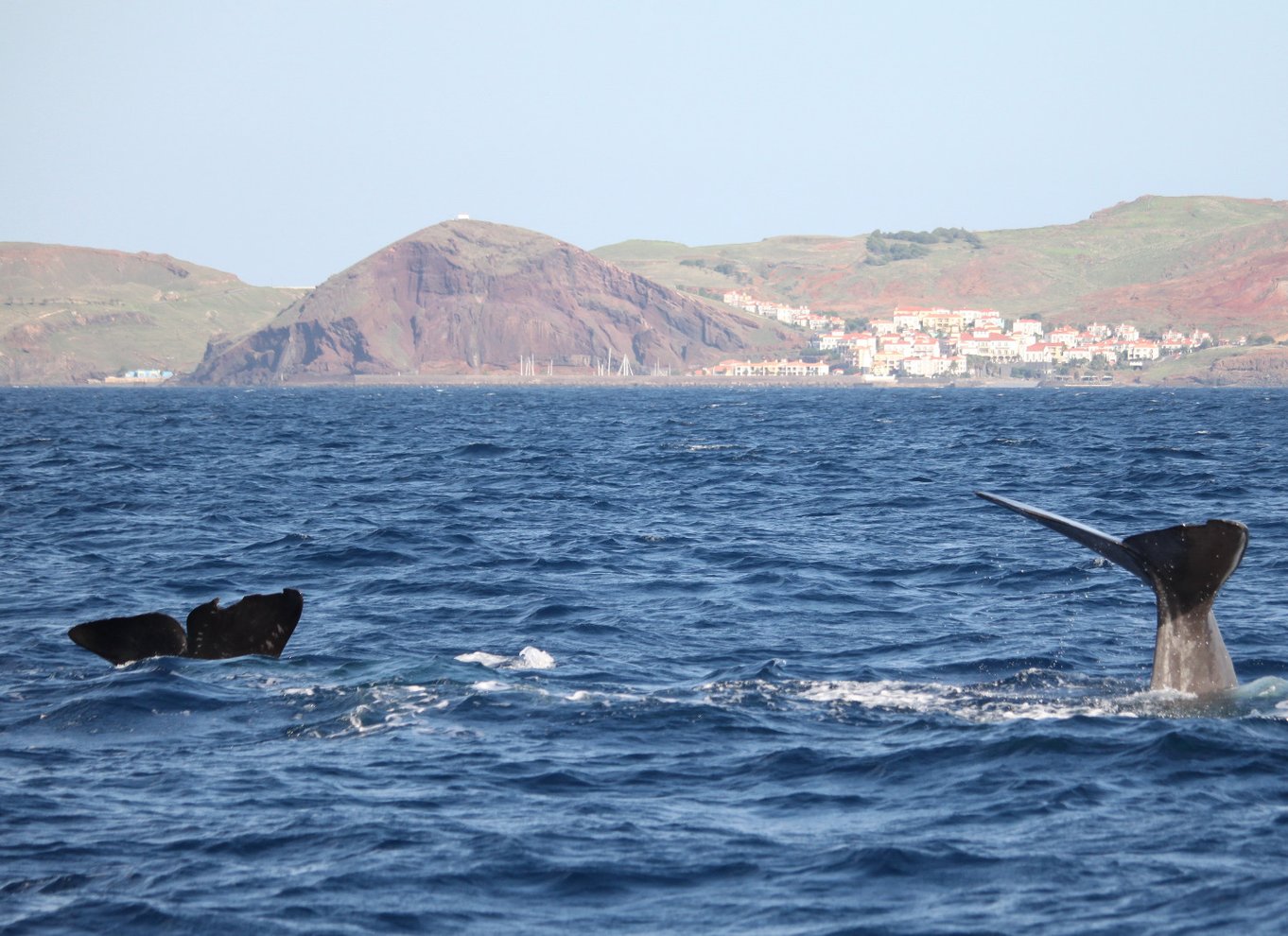 Fra Funchal: Eventyrtur med hvaler og delfiner