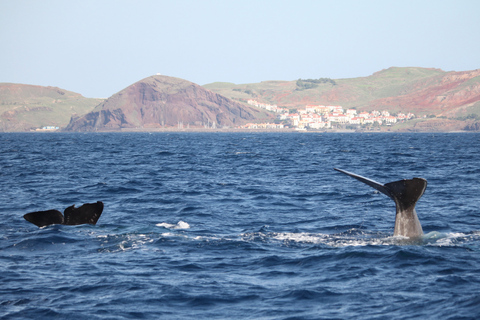 Depuis Funchal : Aventure avec les dauphins en bateau rapide