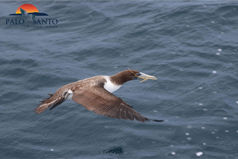 Puerto Lopez: Isla de la Plata: The Magic of the Mini Galapagos Waiting for You