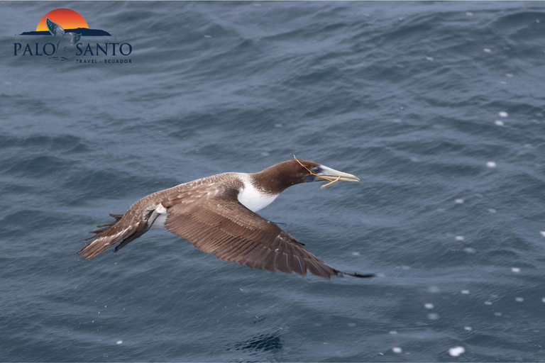 Puerto Lopez: Isla de la Plata: The Magic of the Mini Galapagos Waiting for You