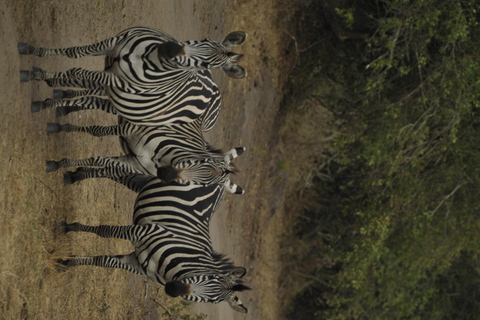 Uganda: 3-Day Lake Mburo National Park Adventure Tour