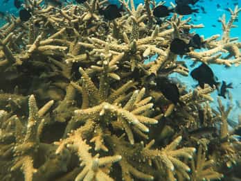 Koh Kood o Koh Rang: escursione di snorkeling con pranzo e trasferimento
