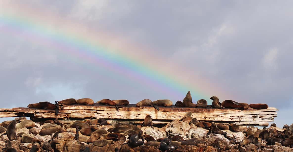 Afbeelding 6 van Gansbaai: Zee Big 5 Rondvaart