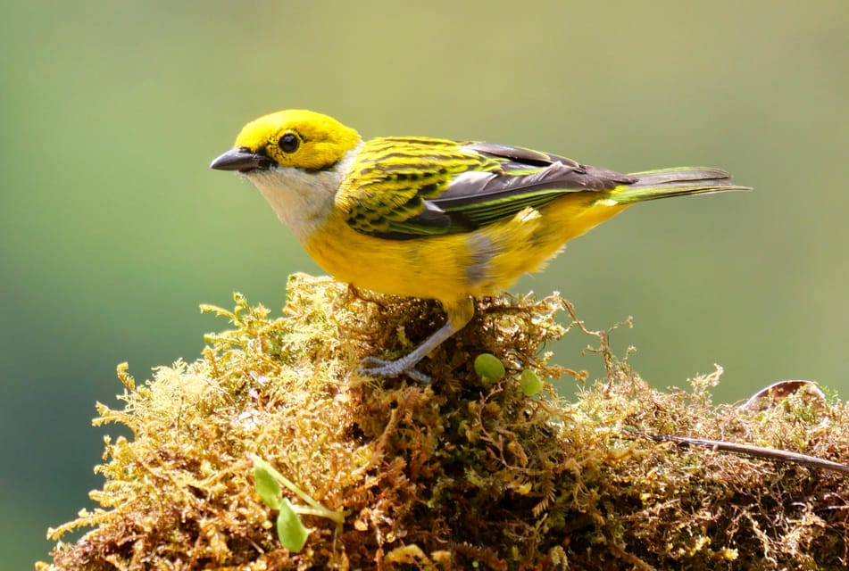 Marzo 2025 Coasta Rica: Tour de Observación de Aves y Fotografía ...