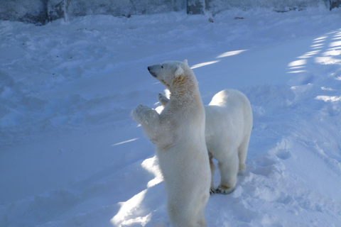 Vanuit Rovaniemi: Transfer heen en terug naar de dierentuin van RanuaPrivé transfer