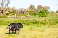 Aus Arles, halbtägiger 4x4 Camargue Safari - Housity