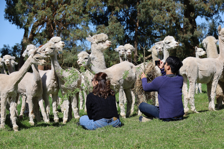 From Christchurch: Alpaca Farm Tour with Feeding and Guide