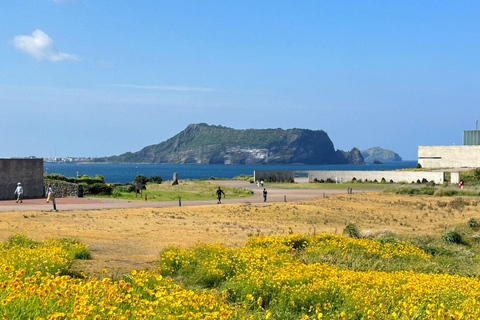 Ost-Jeju-Kirschblüte, Mandarinenpflücken Kleingruppentour