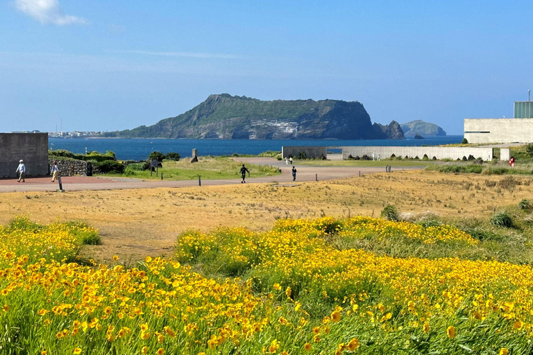 Ost-Jeju-Kirschblüte, Mandarinenpflücken Kleingruppentour