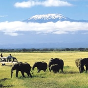 Fra Nairobi Dages Amboseli National Park Safari Getyourguide