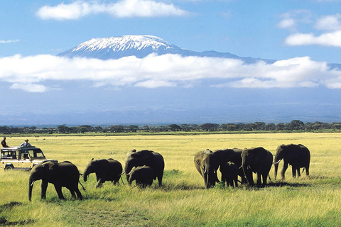 Z Nairobi: 3-dniowe safari w Parku Narodowym Amboseli