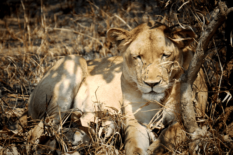 Tanzanie : 12 jours de safari et de plage pour une lune de miel