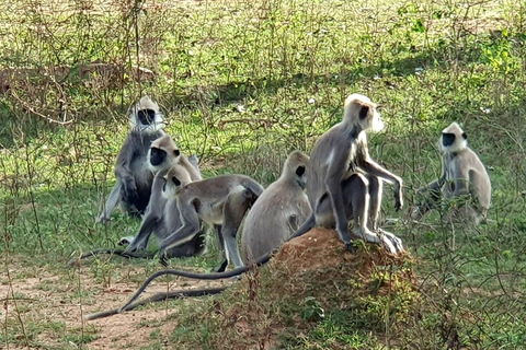 De Ella: Excursão ao Parque Nacional de Yala 4*4 com safári de leopardo