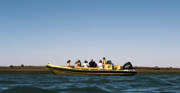 From Faro: Ria Formosa Eco Tour guided by Marine Biologist