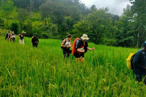 Chiang Mai: Jungle Trek, Elephants care & Bamboo Rafting