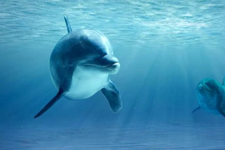 Punta Cana: Dolphin Explorer swimming Free Pickup Hotel Dolphin Action Program